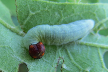 Horace's Duskywing Caterpillar
